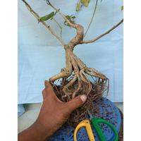 Gambar Bonsai Bonsai waru india program akar sangat prospek.. dari RANTING PLENGKUNG undefined 2 Tokopedia