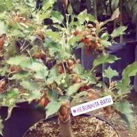 Gambar Bonsai Murbei Bonsai dari RANTING PLENGKUNG undefined 1 Tokopedia