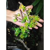 Gambar Bonsai BONSAI SANTIGI / MANISREJO / SANTIGI GUNUNG - A, Pesan dari RANTING PLENGKUNG undefined 1 Tokopedia