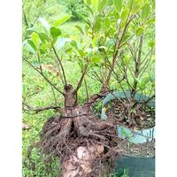 Gambar Bonsai Bahan Bonsai Kimeng Bogel (Ficus microcarpa) - 02 dari RANTING PLENGKUNG undefined 2 Tokopedia