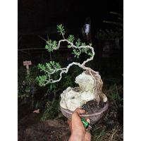Gambar Bonsai bonsai santigi otr dari RANTING PLENGKUNG undefined 2 Tokopedia