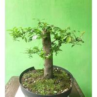 Gambar Bonsai bahan bonsai Mustam dari RANTING PLENGKUNG undefined 4 Tokopedia