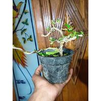 Gambar Bonsai bonsai mame sancang siap pajang dari RANTING PLENGKUNG undefined 4 Tokopedia