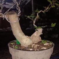 Gambar Bonsai Bahan Bonsai Serut gaya Twin dari RANTING PLENGKUNG undefined 5 Tokopedia