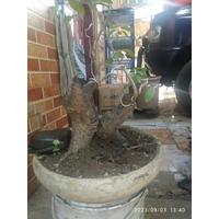 Gambar Bonsai Bonsai Mustam The Max Keringan Obral Murah dari RANTING PLENGKUNG undefined 1 Tokopedia