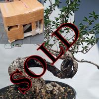 Gambar Bonsai Bahan Bonsai Santigi Karang Sulawesi Tual - S1 dari RANTING PLENGKUNG undefined 4 Tokopedia
