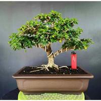 Gambar Bonsai tanaman bonsai hokiantea micro berbuah siap pajang (sesuai dari RANTING PLENGKUNG undefined 3 Tokopedia