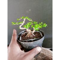 Gambar Bonsai bonsai mame sancang siap pajang dari RANTING PLENGKUNG undefined 3 Tokopedia