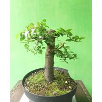 Gambar Bonsai bahan bonsai Mustam dari RANTING PLENGKUNG undefined 5 Tokopedia