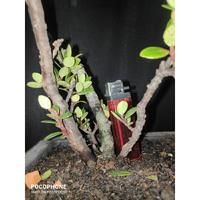 Gambar Bonsai BONSAI SANTIGI / MANISREJO / SANTIGI GUNUNG - A, Pesan dari RANTING PLENGKUNG undefined 3 Tokopedia