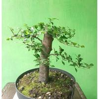 Gambar Bonsai bahan bonsai Mustam dari RANTING PLENGKUNG undefined 1 Tokopedia