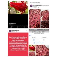Gambar teh rosela merah 500 gram dari Tobis1 undefined 4 Tokopedia