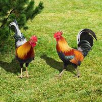 Gambar 1Pcs Garden Rooster Statue Chicken Sculpture For Yard Decor Weath dari Chintya Azalea Shop undefined 5 Tokopedia