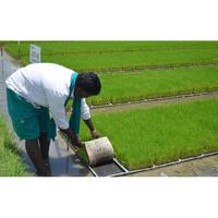 Gambar Paddy / Rice Seedling Tray, Tray Semai Bibit Padi / Microgreen - A dari ririnbeauty- undefined 4 Tokopedia