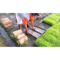 Gambar Paddy / Rice Seedling Tray, Tray Semai Bibit Padi / Microgreen - A dari ririnbeauty- undefined 1 Tokopedia
