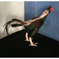 Gambar Boneka Ayam Jago - Boneka Ayam Aduan dan Latihan dari premiumlaris undefined 1 Tokopedia