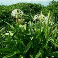 Gambar KHO Daun Bakung Segar Daun Herbal Bakung 100gram dari Kebun Herbal Organik undefined 1 Tokopedia
