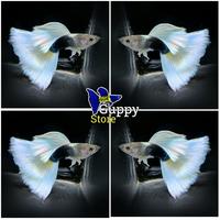 Gambar pecking Styrofoam Guppy Hb white - Cewe, M dari salvanofish undefined 1 Tokopedia