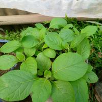 Gambar biji pohon langu lancing solonum mauritianum pnnlhj 6147ve dari Ichacoz undefined 3 Tokopedia