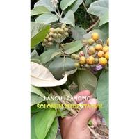 Gambar biji pohon langu lancing solonum mauritianum pnnlhj 6147ve dari Ichacoz undefined 2 Tokopedia