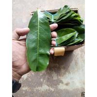 Gambar Promo JUAL Daun Sirsak Segar Atau Daun Nangka Walanda per lembar dari ALYASUNFLOWER undefined 4 Tokopedia