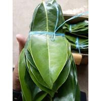 Gambar Promo JUAL Daun Sirsak Segar Atau Daun Nangka Walanda per lembar dari ALYASUNFLOWER undefined 3 Tokopedia