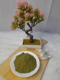 Gambar Bubuk Daun Keji Beling 1 Kg Strobilantus crispus BI Tanaman Nusantara dari Mustika Djamue undefined 2 Tokopedia