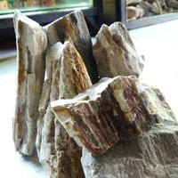Gambar Batu Fosil Aquascape 1kg 1 kg Hardscape Hiasan Aquarium Fossil Stone dari Mulya Tanii undefined 1 Tokopedia