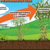 Gambar Bibit Tebu Salah 1Kg Unggul Siap Tumbuh Organik Tanaman Nusantara Bali dari Mustika Djamue undefined 4 Tokopedia