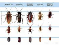 Gambar Perangkap Jebakan Kecoa Trap A Roach Hoy Hoy dari PSOUPS Seller undefined 4 Tokopedia