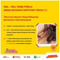 Gambar RAMTUS Racun Tikus Paling Ampuh Tikus Mati Kering Obat Pembasmi Tikus dari PSOUPS Seller undefined 2 Tokopedia