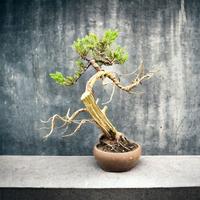 Gambar RZ Bonsai-Cemara Sinensis small dari AW Jewelry undefined 1 Tokopedia