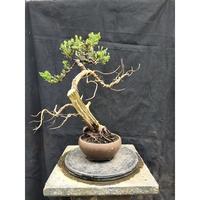 Gambar RZ Bonsai-Cemara Sinensis small dari AW Jewelry undefined 3 Tokopedia