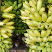 Gambar Pisang Lampung - Kaya akan Vitamin 1 sisir dari HIDAYAT STORE IND undefined 1 Tokopedia