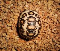 Gambar COCO HUSK 6 LITER - REPTILE BEDDING - SUBSTRATE REPTILE - ALAS KANDANG dari Ahisxy0519 undefined 4 Tokopedia