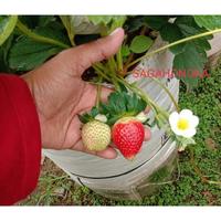 Gambar bibit strawberry jepang sagahonoka dijaminasli ficemo 9384yn dari MEETO undefined 2 Tokopedia
