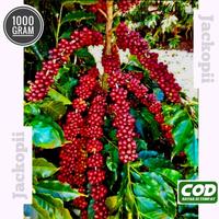 Gambar bibit biji kopi arabika unggualan aceh gayo berat 1 kg fvbyxg 1692ax dari Davidezi undefined 2 Tokopedia