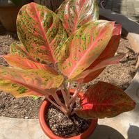 Gambar tanaman hias aglonema striptis asli merah merona dglxae 0119la dari JUAKARGA undefined 2 Tokopedia