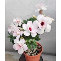 Gambar adenium blue ready asli grafting kambojaa jepang pqrcnx 5529ic dari Hrizam undefined 2 Tokopedia