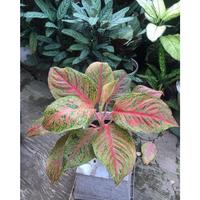 Gambar tanaman hias aglonema striptis asli merah merona dglxae 0119la dari JUAKARGA undefined 1 Tokopedia