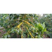 Gambar bibit biji kopi arabika unggualan aceh gayo berat 1 kg fvbyxg 1692ax dari Davidezi undefined 3 Tokopedia