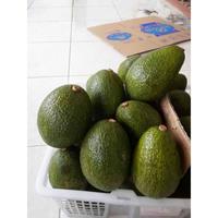 Gambar bibit bullfrog hasil sambung pucuk tinggi 50cm up zhkrhk 8597jq dari CUGATA undefined 5 Tokopedia