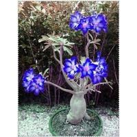Gambar adenium blue ready asli grafting kambojaa jepang pqrcnx 5529ic dari Hrizam undefined 1 Tokopedia