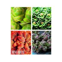 Gambar BIJI BENIH BIBIT SUKULEN MIX 4 lucu dari Onlinehouse undefined 1 Tokopedia