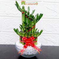 Gambar BAMBU HOKI/ SRI REJEKI/ LUCKY BAMBOO MINI + VAS KACA + BATU HIAS - Spiral (putih) dari gunnubay undefined 3 Tokopedia