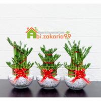 Gambar BAMBU HOKI/ SRI REJEKI/ LUCKY BAMBOO MINI + VAS KACA + BATU HIAS - Spiral (putih) dari gunnubay undefined 2 Tokopedia