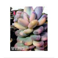 Gambar BIJI BIBIT BENIH SUKULEN / SUCCULENT lucu dari Onlinehouse undefined 1 Tokopedia