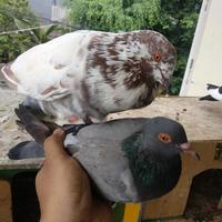 Gambar Burung Merpati Dara Sepasang Giring dari sitibat farm undefined 3 Tokopedia