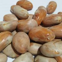 Gambar biji nangka segar 1000 gram xnhwud 4716hf dari ELANDOZ undefined 4 Tokopedia