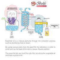 Gambar Biolife 250ml Pure Water Soluble Essential Oil, Made With Botanical Extract No Harmful Chemical. Use With Aroma Diffusers, Air Revitalizers, Air Purifiers, Humidifiers. dari TOKO SALFANA363 undefined 3 Tokopedia